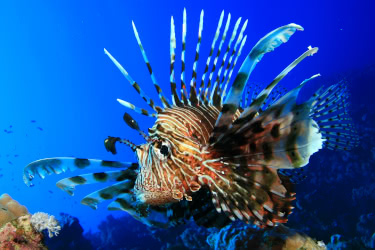 A striking lionfish with bold stripes and long, flowing venomous fins swimming in clear blue water near the reefs of Phi Phi Island.