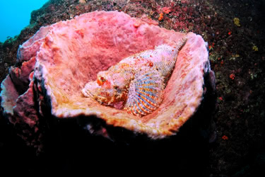 A well-camouflaged scorpionfish resting inside a large pink barrel sponge on the reef floor near Phi Phi Island.