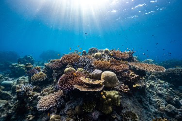 A vibrant shallow coral reef teeming with hard corals and small tropical fish, illuminated by sunbeams filtering through the clear water near Phi Phi Island.