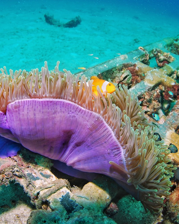 Underwater photo of clownfish and anemone