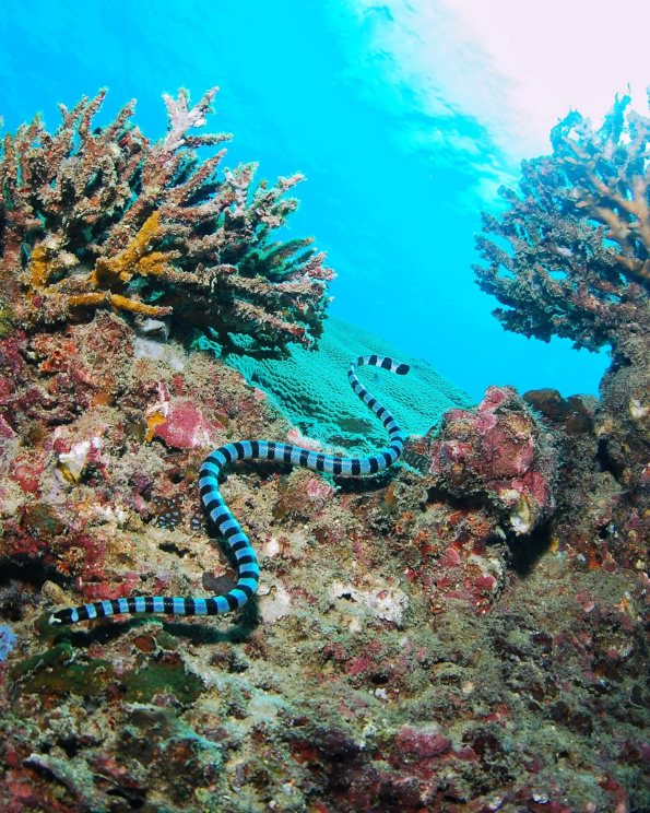 Sea snake swimming across coral reef