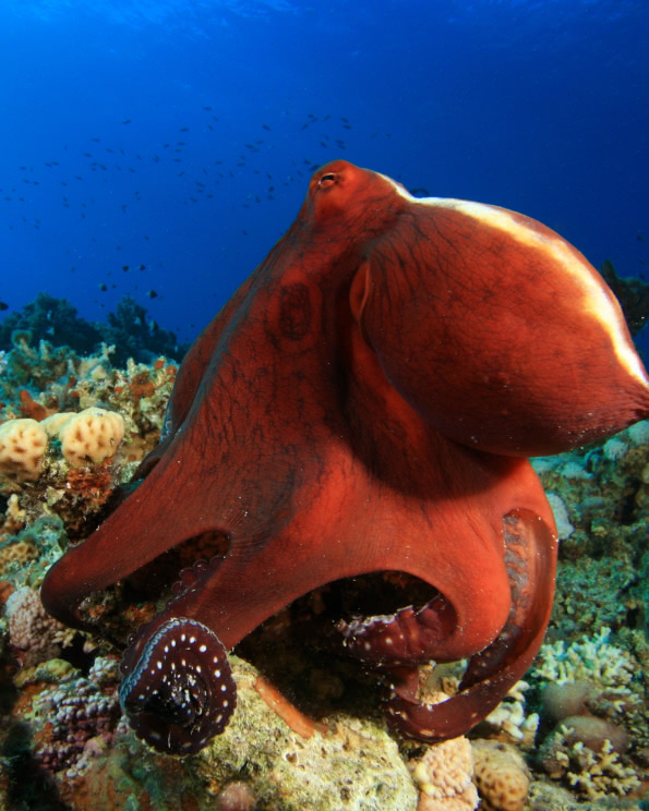 A red octopus resting on a vibrant coral reef with deep blue ocean in the background