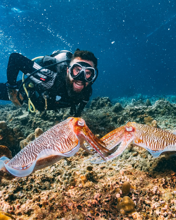 Scuba diver smiling underwater next to two cuttlefish facing each other on a coral reef