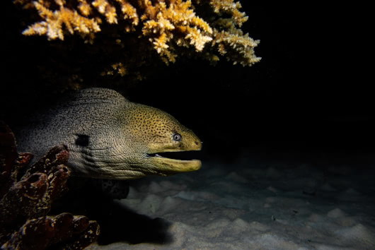Giant moray eel emerging from coral at night with mouth slightly open