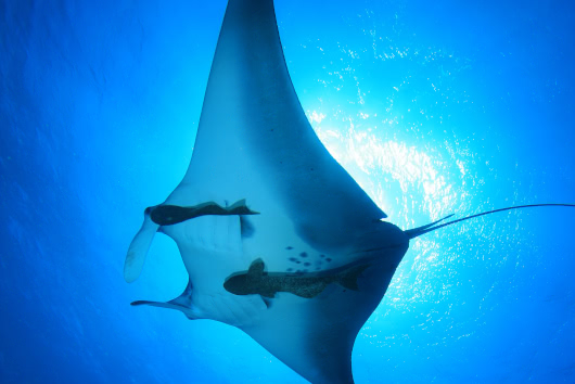 Manta ray gliding through open water with remoras attached to its underside, backlit by sunlight