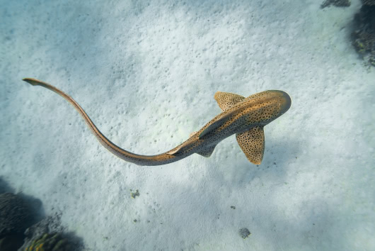 Leopard shark gliding over the sandy ocean floor near a coral reef