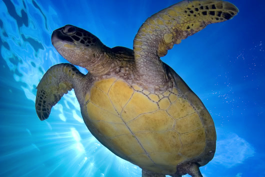 Sea turtle swimming gracefully beneath the surface with sunlight streaming through the water