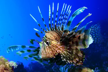 A striking lionfish with bold stripes and long, flowing venomous fins swimming in clear blue water near the reefs of Phi Phi Island.