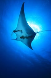 Manta ray gliding through open water with remoras attached to its underside, backlit by sunlight