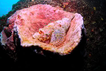A well-camouflaged scorpionfish resting inside a large pink barrel sponge on the reef floor near Phi Phi Island.