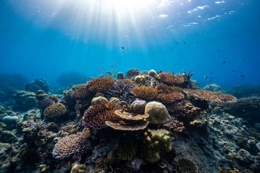 A vibrant shallow coral reef teeming with hard corals and small tropical fish, illuminated by sunbeams filtering through the clear water near Phi Phi Island.