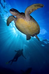 Sea turtle swimming gracefully beneath the surface with sunlight streaming through the water