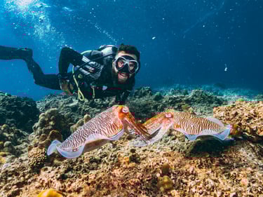 Scuba diver smiling underwater next to two cuttlefish facing each other on a coral reef