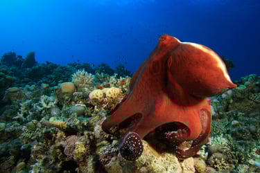 A red octopus resting on a vibrant coral reef with deep blue ocean in the background