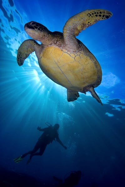 Turtle underwater